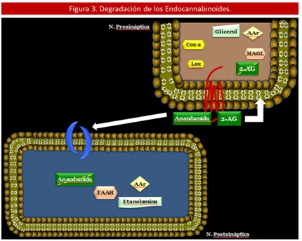 sistema_endocannabinoide_antiobesidad/degradacion_endocanabinoide