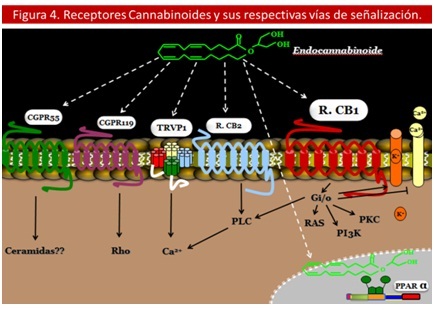 sistema_endocannabinoide_antiobesidad/receptores_cannabinoides