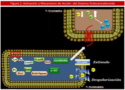 ma_endocannabinoide_antiobesidad/sistema_endocannabinoide