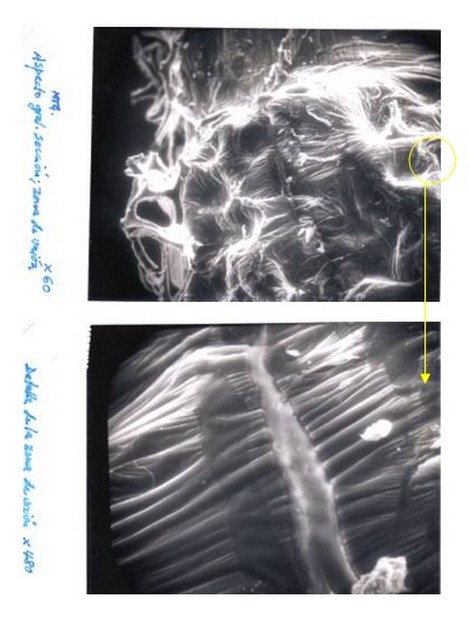 aplicaciones_tecnologia_termoplastica/figura_uno_microscopia