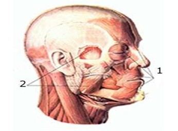 asignatura_morfofisiologia_humana/grupos_musculares_cabeza