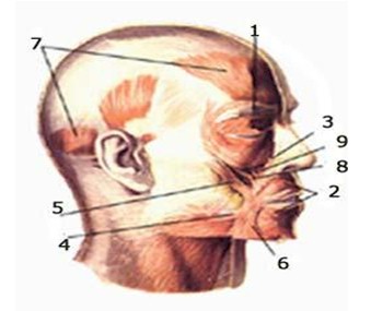 asignatura_morfofisiologia_humana/identificar_musculos_cara