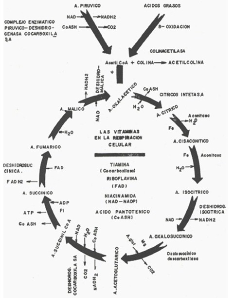 factores_riesgo_enfermedades/ciclo_de_Krebs factores_riesgo_enfermedades/ciclo_de_Krebs