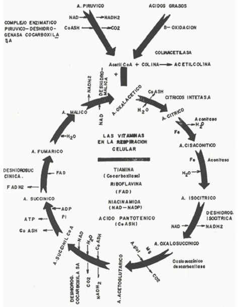 factores_riesgo_enfermedades/ciclo_de_Krebs