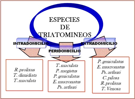 identificacion_especies_Triatominos/especies_triatomineos