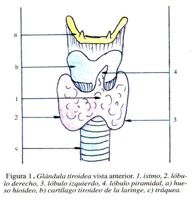 importancia_protector_tiroides/figura_1