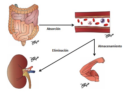 peligrosa_suplementacion_creatinina/absorcion_eliminacion_almacenamiento