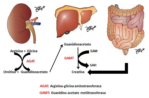 peligrosa_suplementacion_creatinina/origen_formacion_creatina