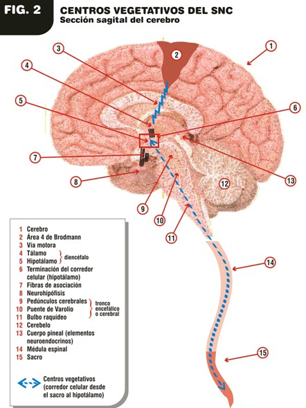 Alzheimer_causas_como/centros_vegetativos_SNC