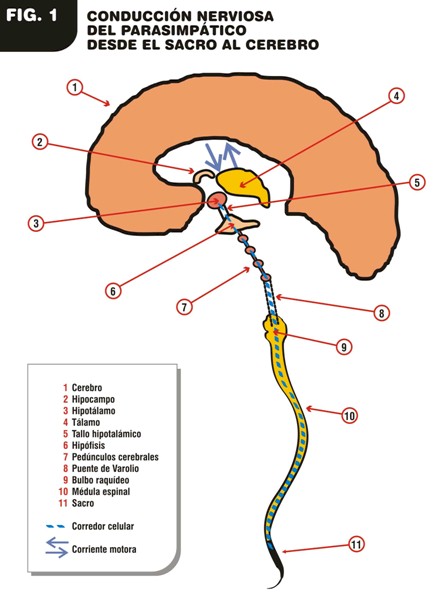 Alzheimer_causas_como/conduccion_nerviosa_parasimpatica