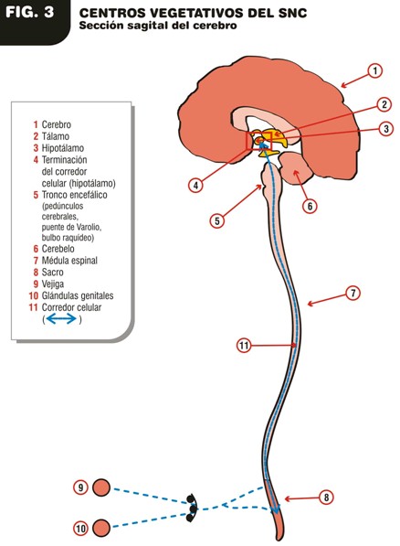 Alzheimer_causas_como/seccion_sagital_cerebro