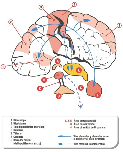 Alzheimer_parasimpatico_sacro/SNC_central_vegetativa