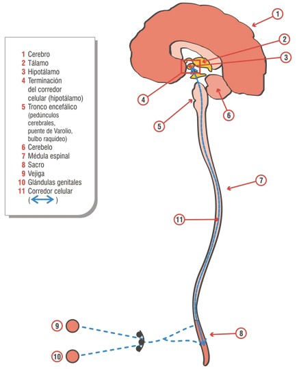 Alzheimer_parasimpatico_sacro/centros_vegetativos_SNC Alzheimer_parasimpatico_sacro/centros_vegetativos_SNC