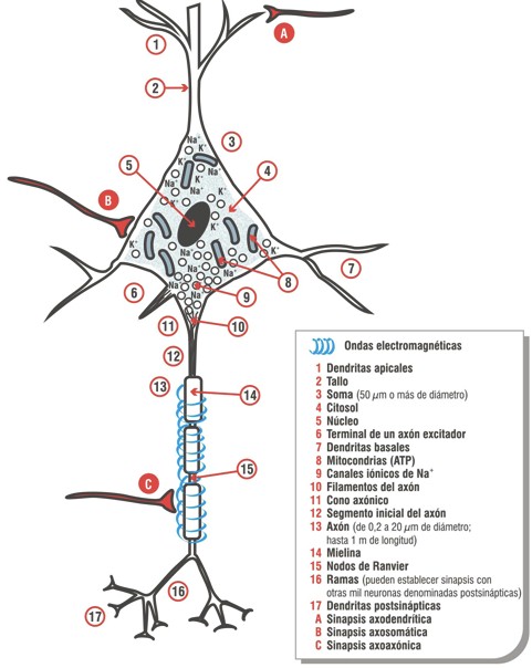 cancer_Loeb_Maxwell/mecanismo_electroquimico_neurona
