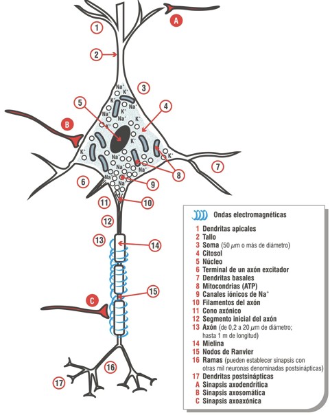 cancer_Loeb_Maxwell/mecanismo_electroquimico_neurona cancer_Loeb_Maxwell/mecanismo_electroquimico_neurona