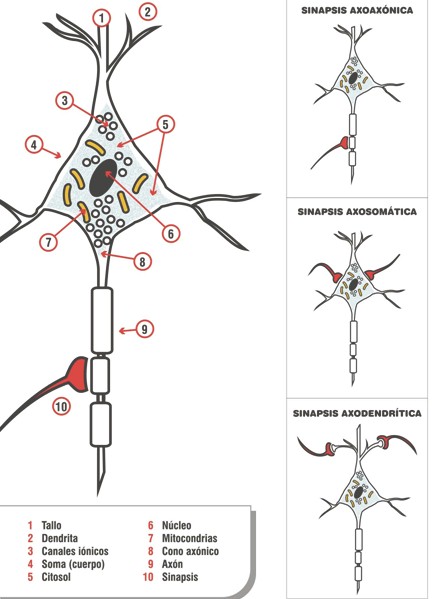 cancer_Loeb_Maxwell/tipos_sinapticos_sinapsis