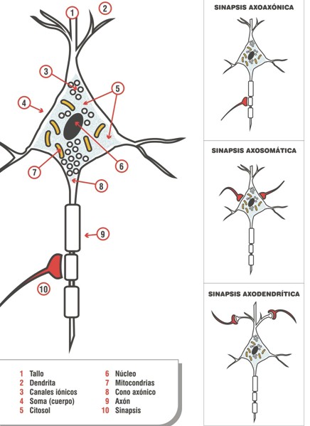 cancer_Loeb_Maxwell/tipos_sinapticos_sinapsis cancer_Loeb_Maxwell/tipos_sinapticos_sinapsis