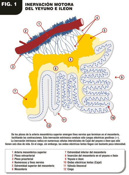 curacion_cancer_recto/inervacion_motora_yeyuno