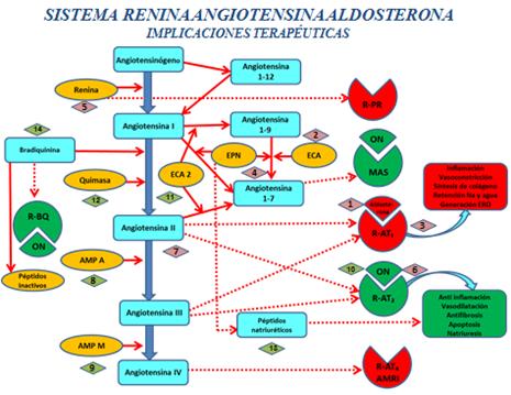 novedades_terapia_antihipertensiva/SRAA_implicaciones_terapeuticas