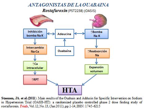 novedades_terapia_antihipertensiva/antagonistas_ouabaina