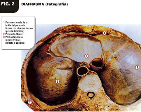 patologia_electroionica_cancer/imagen_diafragma_musculo
