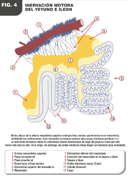 patologia_electroionica_cancer/inervacion_motora_yeyuno