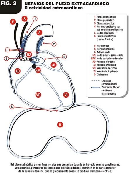 patologia_electroionica_cancer/nervios_plexo_extracardiaco patologia_electroionica_cancer/nervios_plexo_extracardiaco