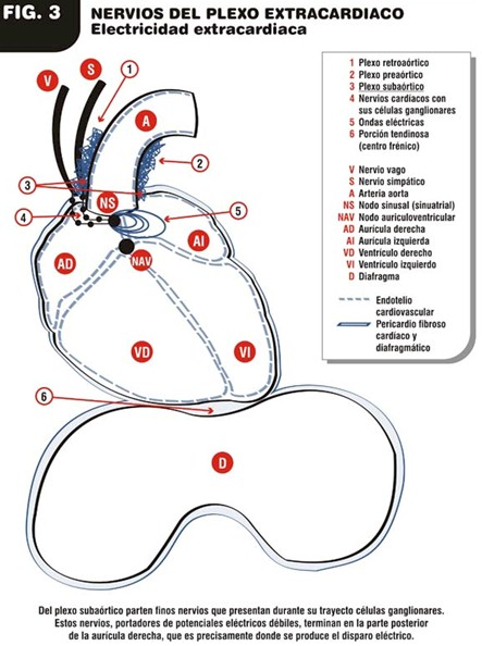 patologia_electroionica_cancer/nervios_plexo_extracardiaco