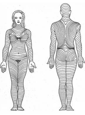 piel_estructura_funciones/lineas_tension_Langer piel_estructura_funciones/lineas_tension_Langer