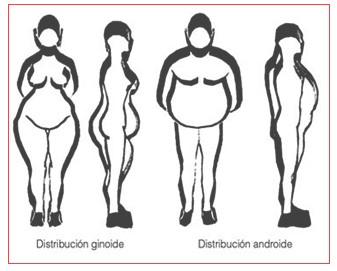 prevencion_sobrepeso_obesidad/distribucion_androide_ginoide