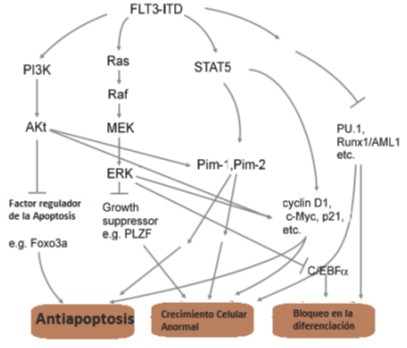 emia_mieloide_aguda/FLT3_oncogenesis_leucemica