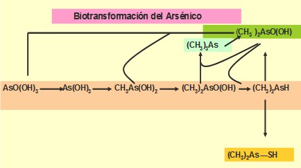 toxicos_ambientales_salud/biotransformacion_arsenio_As
