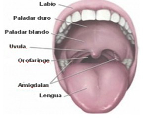 cuerpo_ORL_nasal/cuerpo_orofaringe cuerpo_ORL_nasal/cuerpo_orofaringe