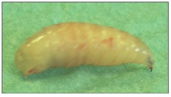 cuerpo_ORL_nasal/larva_cuerpo cuerpo_ORL_nasal/larva_cuerpo