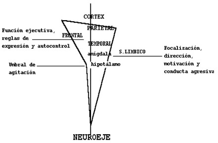 conducta_agresiva_cerebral/isquemia_cortex_neuroeje