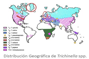 enfermedades_infecciosas_helmintos/distribucion_geografica_trichinella enfermedades_infecciosas_helmintos/distribucion_geografica_trichinella