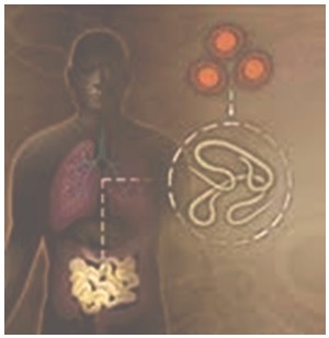 enfermedades_infecciosas_helmintos/imagen_de_oxiuros enfermedades_infecciosas_helmintos/imagen_de_oxiuros
