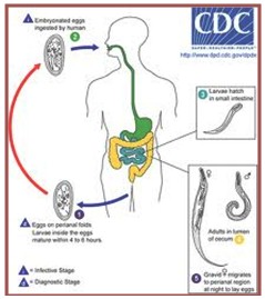 enfermedades_infecciosas_helmintos/infeccion_por_oxiurasis