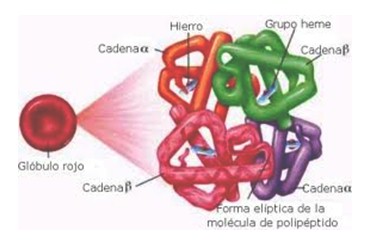 interpretacion_parametros_sanguineos/imagen_de_hemoglobina