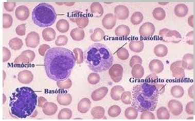 interpretacion_parametros_sanguineos/tipos_de_leucocitos