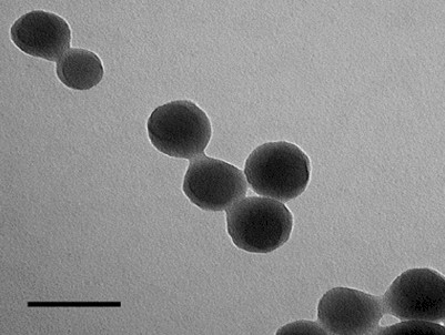 nanotecnologia_nano_medicina/nanoparticulas_microscopio_electronico