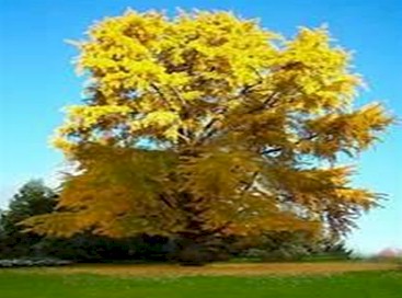 sangrado_ginkgo_biloba/arbol_planta_arboles