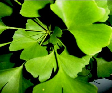 sangrado_ginkgo_biloba/hojas_planta_hoja