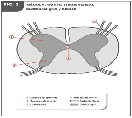 curacion_esclerosis_multiple/medula_corte_transversal