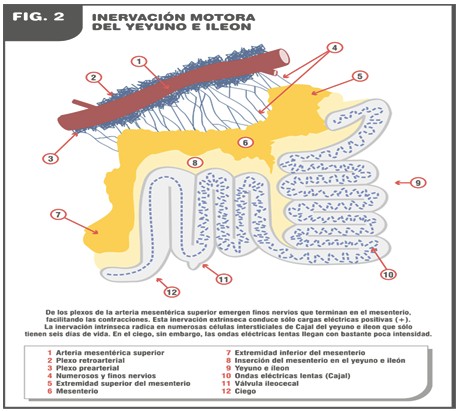 tratamiento_cancer_sistema_nervioso/intervencion_yeyuno_ileon