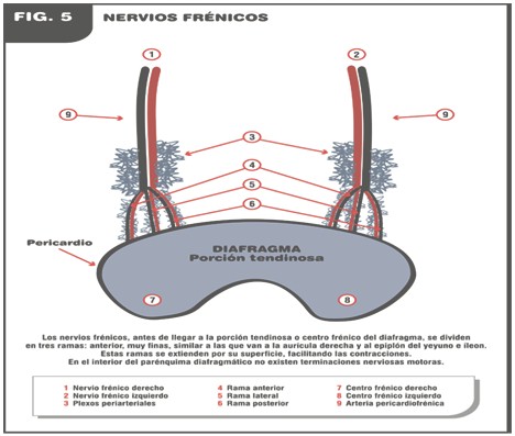 tratamiento_cancer_sistema_nervioso/los_nervios_frenicos