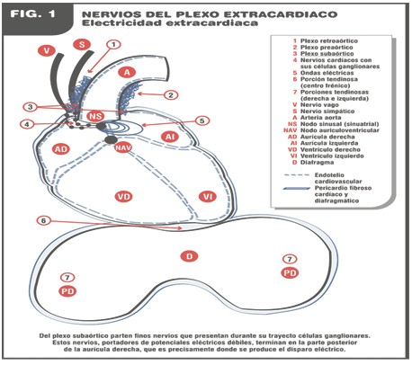 tratamiento_cancer_sistema_nervioso/nervios_plexo_extracardiaco