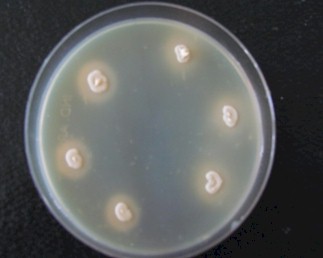 biofilm_virulencia_levaduras/extracto_Malta_huevo