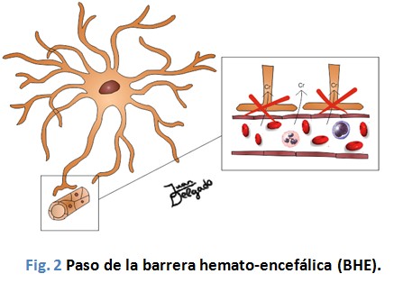 efectos_neuroprotectores_creatina/barrera_hemato-encefalica_paso