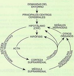 estrategias_afrontamiento_estres/hormonal_liberacion_hormonas
